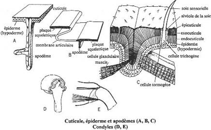 Cuticule, épiderme et apodème / condyle