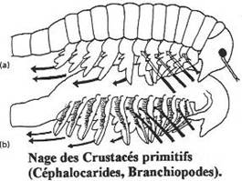 nage de crustacés primitifs