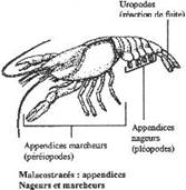 appendices marcheurs et nageurs de malacostracés