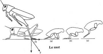 saut chez les arthropodes