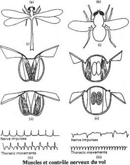 Arthropodes : muscles et controles nerveux du vol