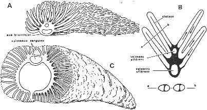 Branchies d'arthropode, différentes vues