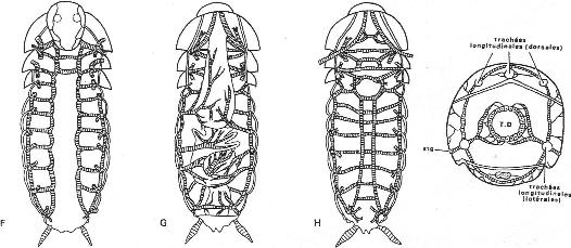 Ramifications des trachées respiratoires chez des arthropodes