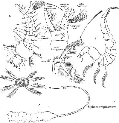 Siphones respoiratoires chez des arthropodes