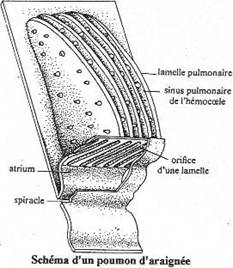 schéma d'un poumon d'araignée
