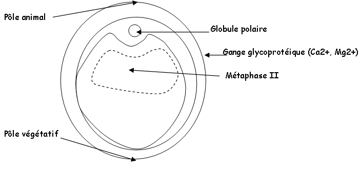 ovocyte 1