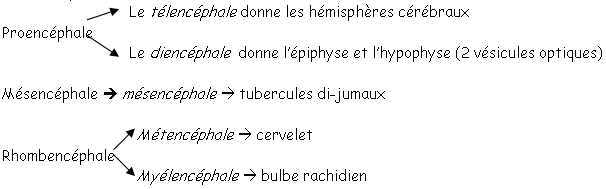 encéphale d'oiseau à 48h d'incubation