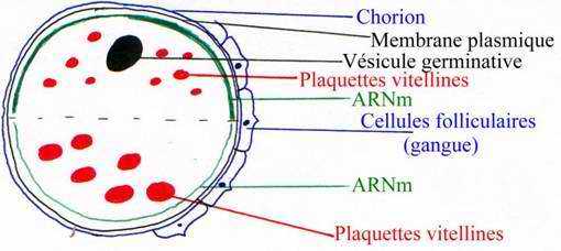 ovocyte