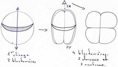 segmentation