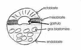 blastula