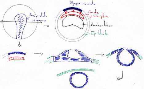 induction neurale