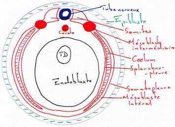 neurulation et apparition des organes