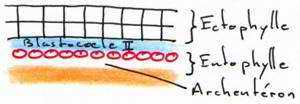 blastocoele secondaire