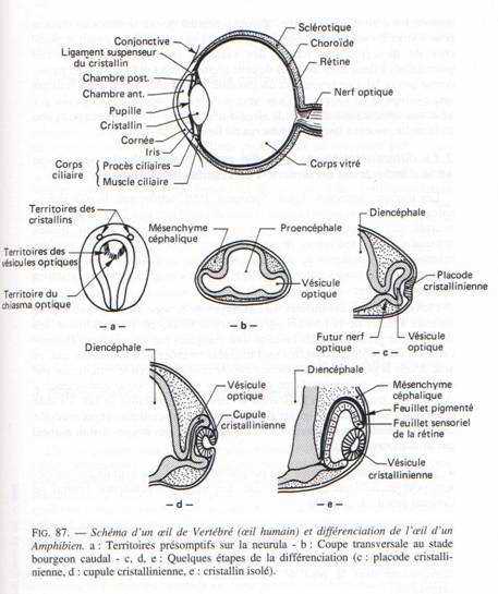 organogenèse de l'oeil chez les oiseaux