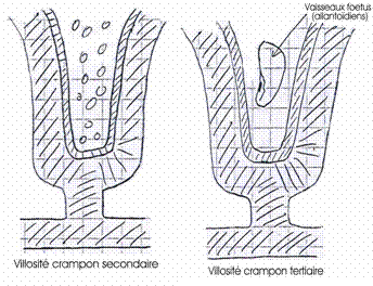 villosité crampons secondaires et tertiaires
