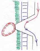 syncytiotrophoblaste