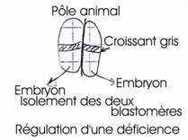 régulation chez les amphibiens