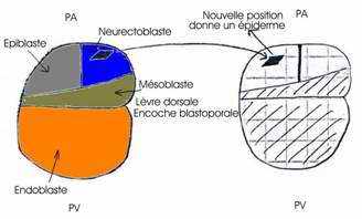 Expérience de Spemann