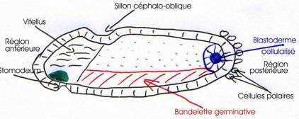 gastrulation 2