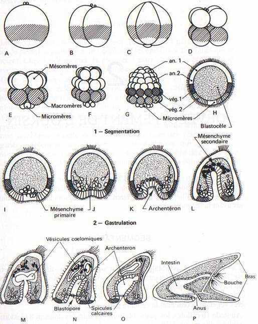 oursion, segmentation et gastrulation