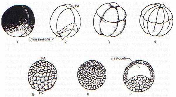 segmentation de l'oeuf d'amphibien représenté dépourvu de sa gangue