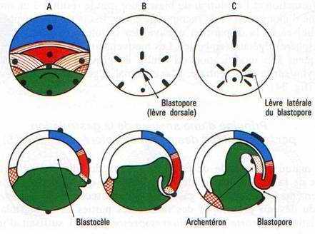 Gastrulation d’embryon d’Amphibien