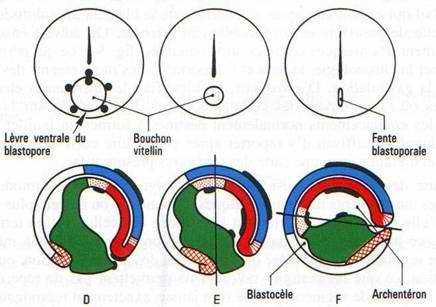 Gastrulation d’embryon d’Amphibien -2