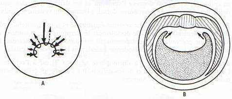 mouvements morphogénétiques à la gastrulation chez les ambhibiens 1-2