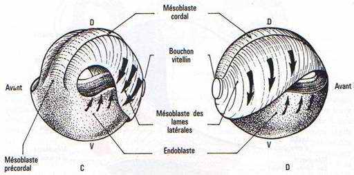 mouvements morphogénétiques à la gastrulation chez les ambhibiens 2-2