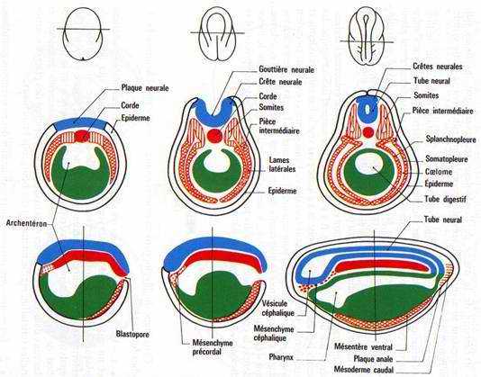 Neurulation d’embryon d’Amphibien