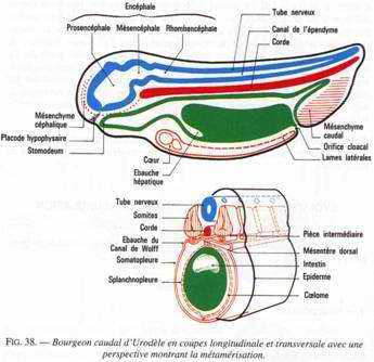 bourgeon caudal d'urodèle