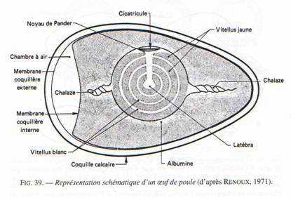 représentation schématique d'un oeuf de poule