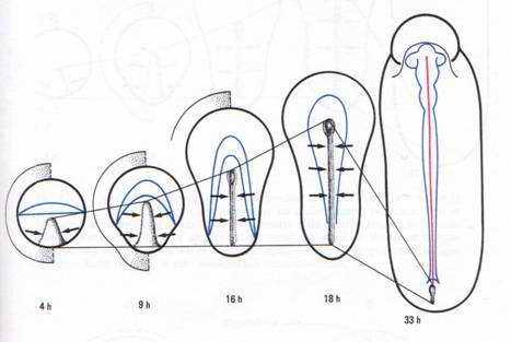 vue externe de l'embryon d'oiseau pendant la gastrulation