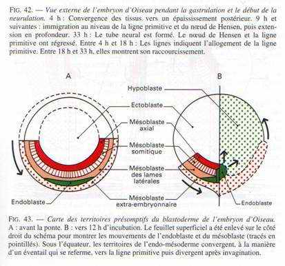 carte des territoires présomprifs du blastoderme de l'embryon d'oiseau