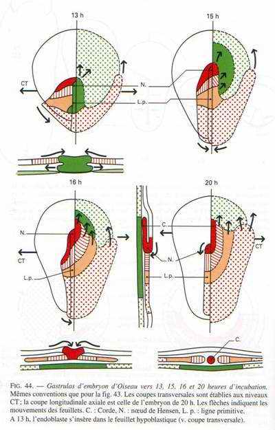 Gastrulas d'embryon d'oiseau vers 13h, 15h, 16h et 20h