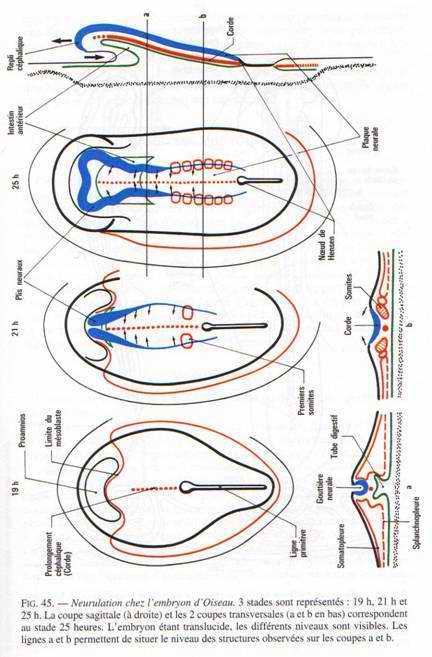 neurulation chez l'embryon d'oiseau