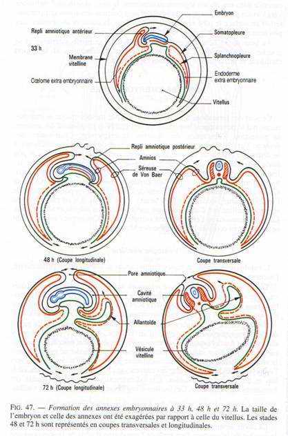 Formation des annexes embryonnaires à 33h, 48h et 72h