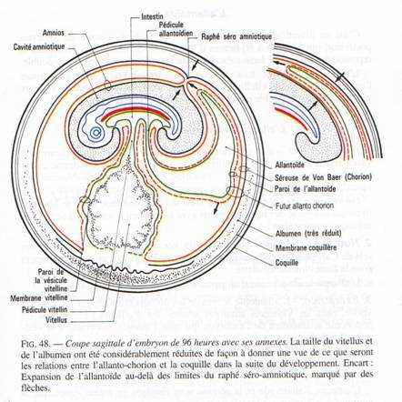 Coupe sagittale d'embryon de 96h avec ses annexes