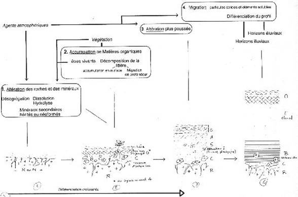 Stades d'évolution d'un sol