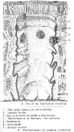 vue d'une cellule d'épithélium