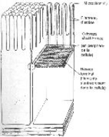 Exemples de jonctions de cellules