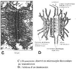 illustration d'un desmosome