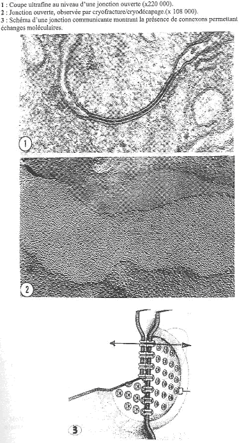 jonctions entre cellules épithéliales