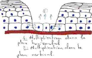 Exemple de régénération de l'épiderme par la lame basale