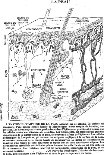 anatomie complexe de la peau (coupe)