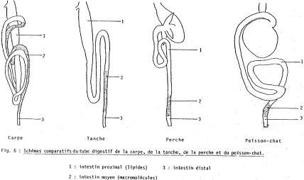 Tube digestif de non-mammifères : Cyprinidés