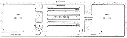 Schéma explicatif de la respiration des oiseaux