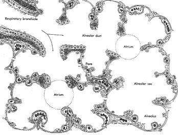 Schéma explicatif de bronchioles