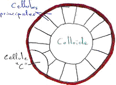 organisation de la thyroïde