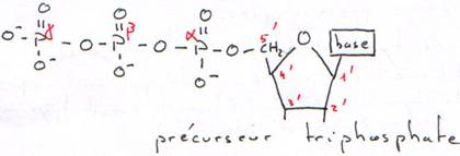 nucléotide